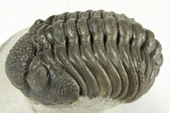 Detailed Morocops Trilobite Fossil - Morocco #204229